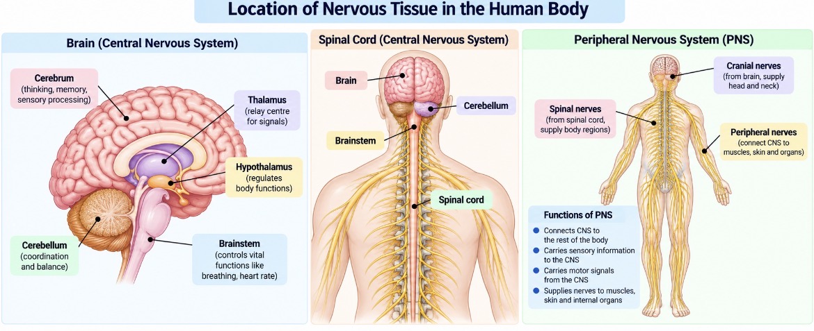 Location of nervous tissue