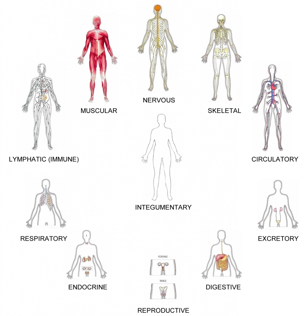 11 human body systems and their functions