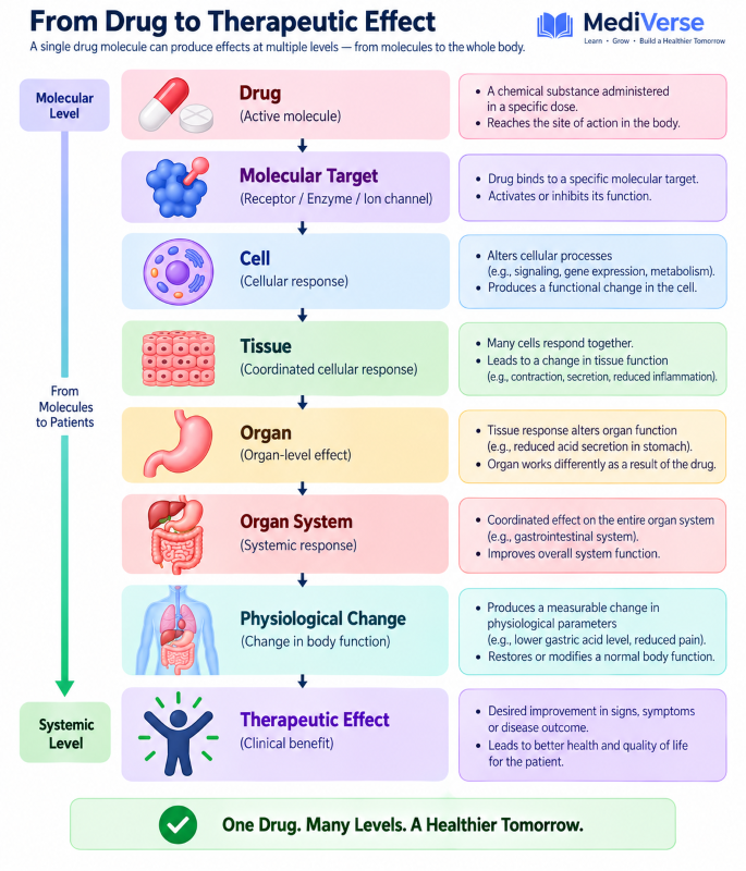 Drug Action Across Body Organization