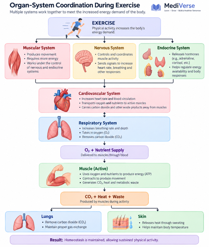 Organ-System Coordination