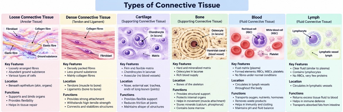 Types of connective tissue