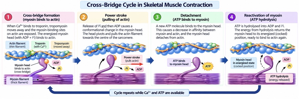 Cross bridge cycle in skeleton muscle contraction