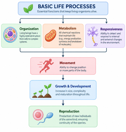 Anabolism vs Catabolism